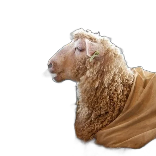 hair, animal, creature, mask transparent PNG cut-out