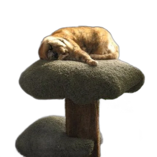 furniture, staff, hat, animal transparent PNG cut-out
