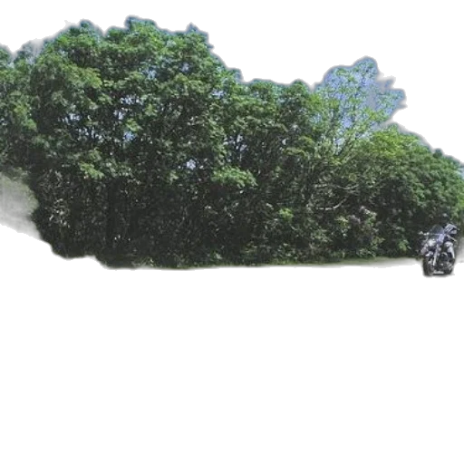 tree, car, hair, weapon transparent PNG cut-out