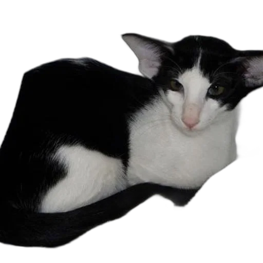 hat, animal, staff, creature transparent PNG cut-out