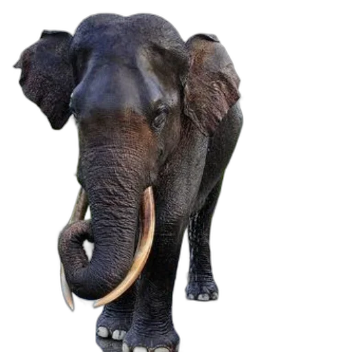 animal, staff, creature, weapon transparent PNG cut-out