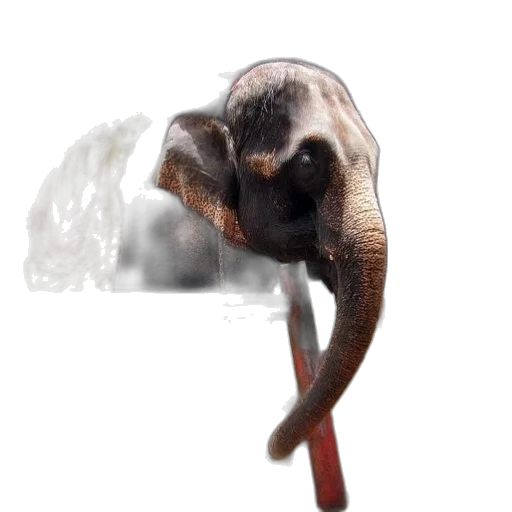 animal, staff, creature, umbrella transparent PNG cut-out