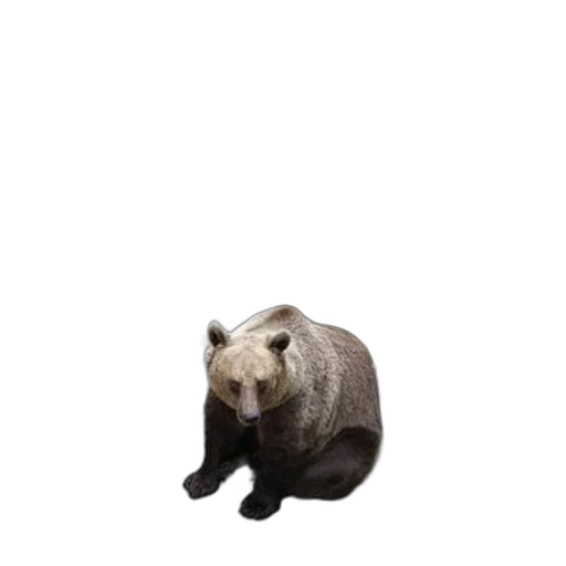 animal, creature, staff, face transparent PNG cut-out
