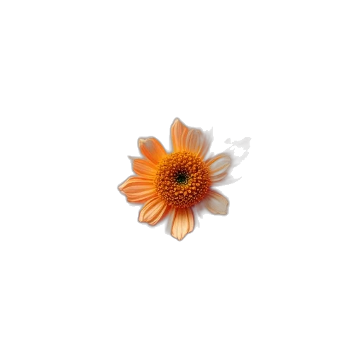 flower, crown, jewelry, food transparent PNG cut-out
