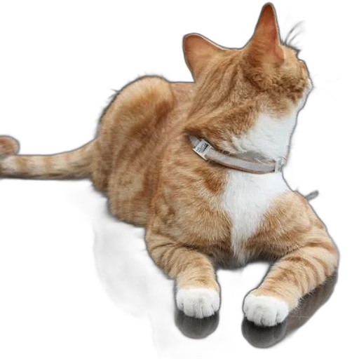 staff, animal, creature, jacket transparent PNG cut-out
