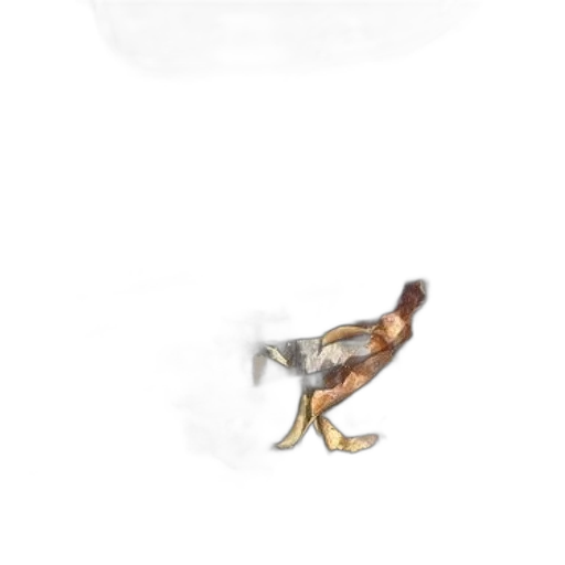 jewelry, animal, shoes, creature transparent PNG cut-out