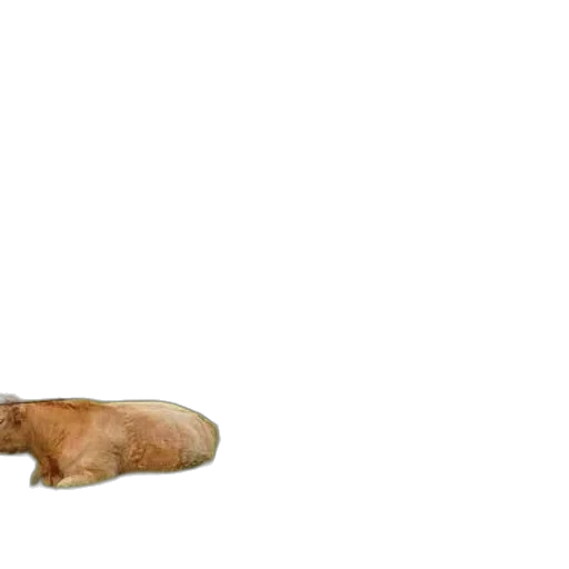 animal, creature, shoes, food transparent PNG cut-out