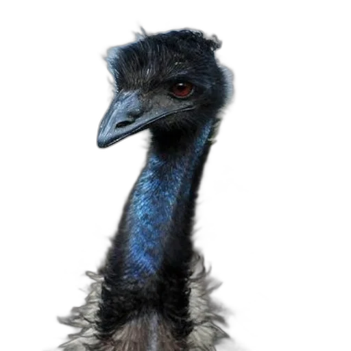 animal, creature, face, staff transparent PNG cut-out