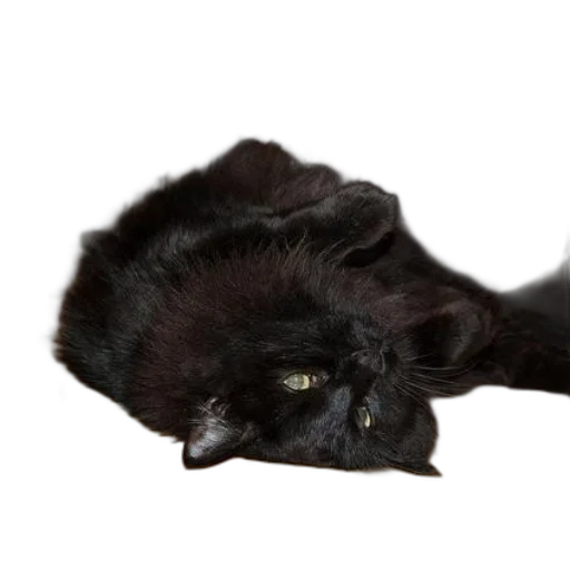 creature, animal, staff, face transparent PNG cut-out