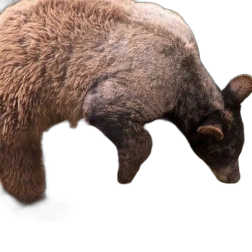 animal, creature, weapon, hair transparent PNG cut-out