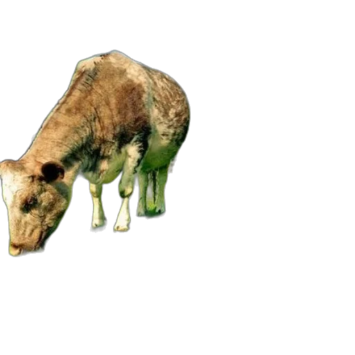 animal, creature, food, weapon transparent PNG cut-out