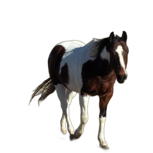 animal, creature, staff, hair transparent PNG cut-out