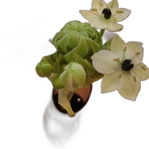 flower, crown, jewelry, staff transparent PNG cut-out