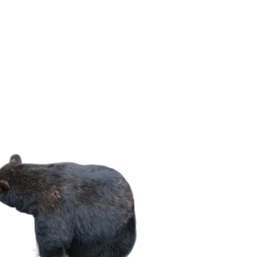animal, creature, hat, hair transparent PNG cut-out