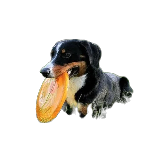 animal, food, creature, staff transparent PNG cut-out