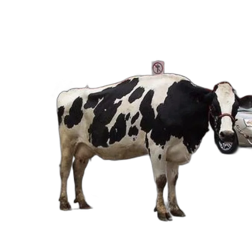 car, animal, robot, food transparent PNG cut-out