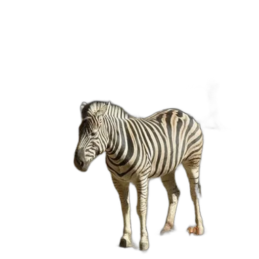 animal, creature, furniture, staff transparent PNG cut-out