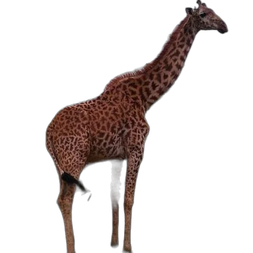 animal, creature, staff, weapon transparent PNG cut-out