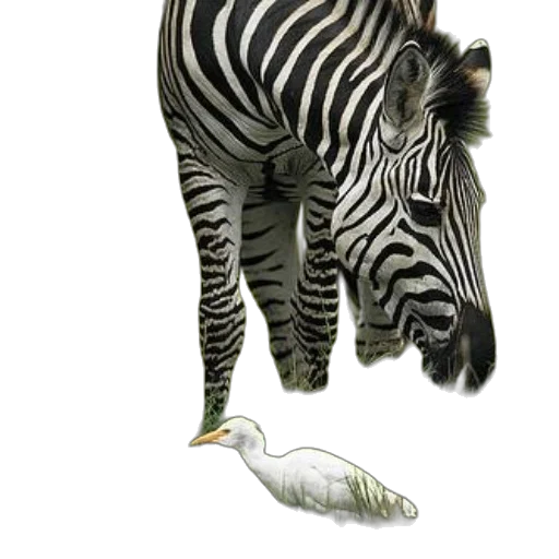 animal, creature, staff, shoes transparent PNG cut-out