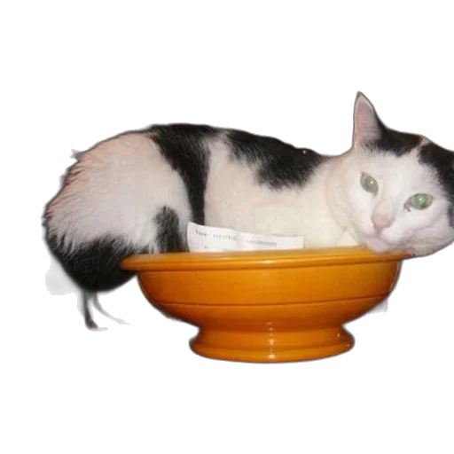 animal, food, furniture, creature transparent PNG cut-out