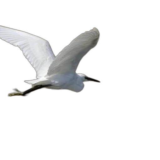 animal, staff, creature, weapon transparent PNG cut-out