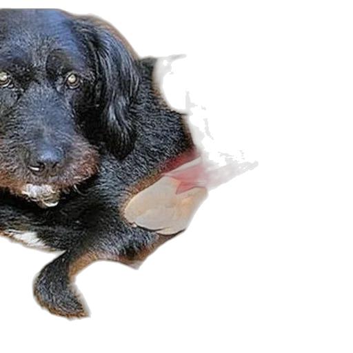 animal, creature, staff, face transparent PNG cut-out
