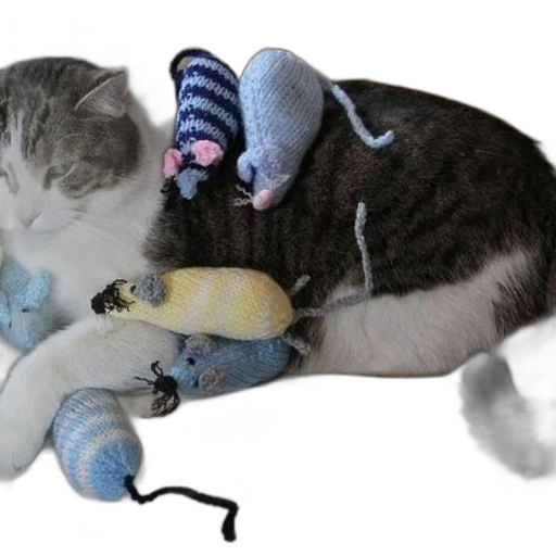 animal, creature, shoes, weapon transparent PNG cut-out