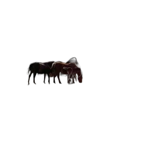 animal, furniture, creature, hair transparent PNG cut-out