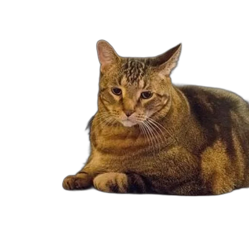 animal, creature, staff, face transparent PNG cut-out