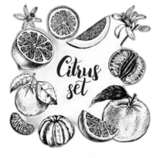 food, pencil sketch, photorealistic, monochrome transparent PNG cut-out