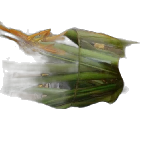 food, dragon, weapon, flower transparent PNG cut-out