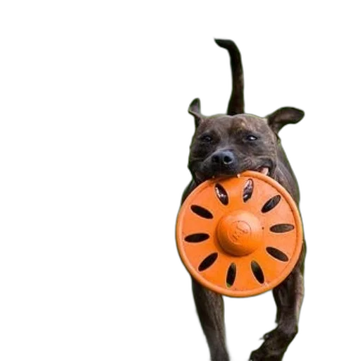staff, animal, umbrella, creature transparent PNG cut-out