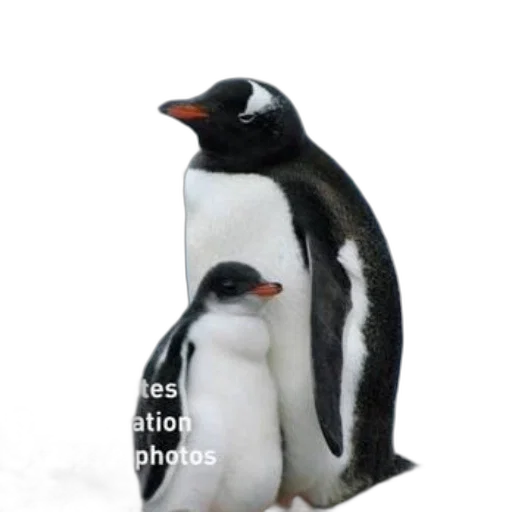 animal, staff, robot, creature transparent PNG cut-out