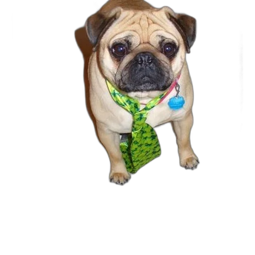 animal, staff, creature, jewelry transparent PNG cut-out