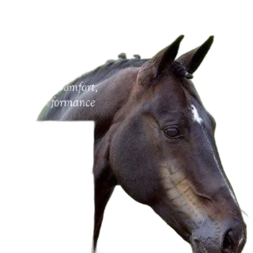 animal, crown, hat, staff transparent PNG cut-out