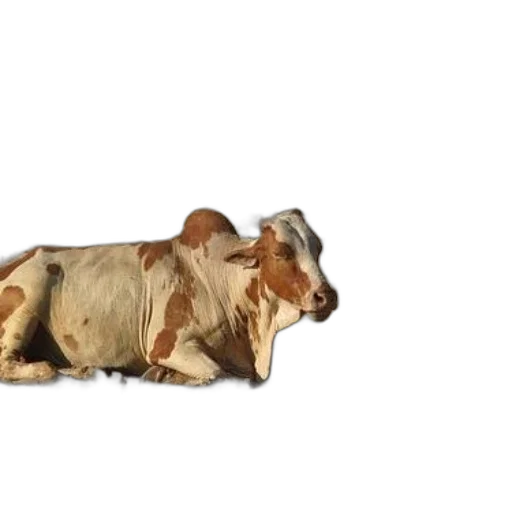 animal, food, creature, jewelry transparent PNG cut-out