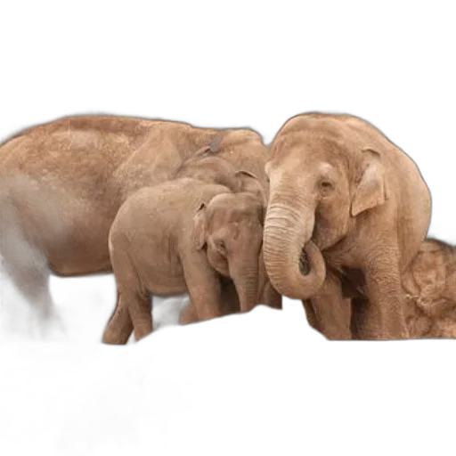 animal, concept art, photorealistic, 3d render transparent PNG cut-out