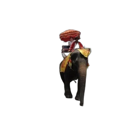 animal, hat, staff, creature transparent PNG cut-out
