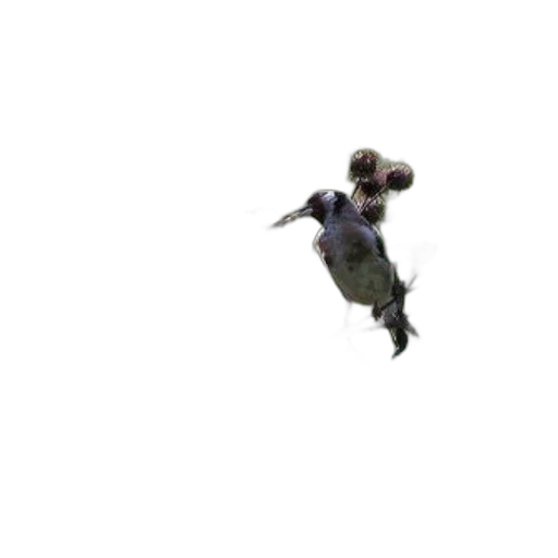 creature, animal, 3d render, two transparent PNG cut-out