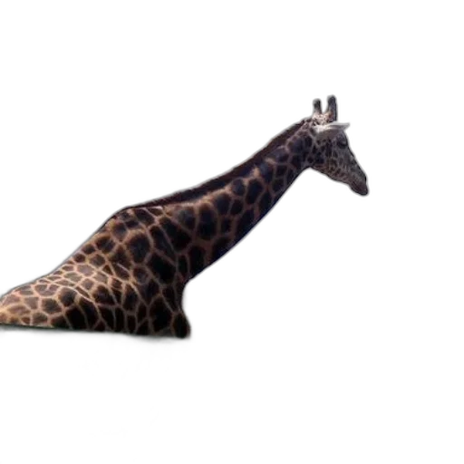 animal, shoes, umbrella, weapon transparent PNG cut-out