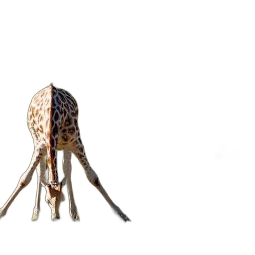 umbrella, animal, hair, crown transparent PNG cut-out