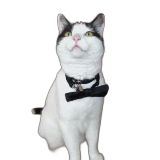 staff, animal, hat, jewelry transparent PNG cut-out