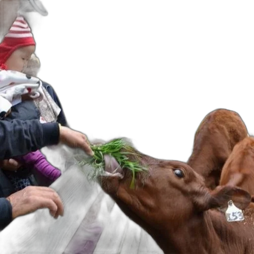 person, feeds, calf, grass transparent PNG cut-out