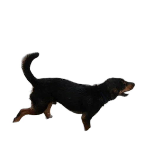 animal, creature, staff, hair transparent PNG cut-out