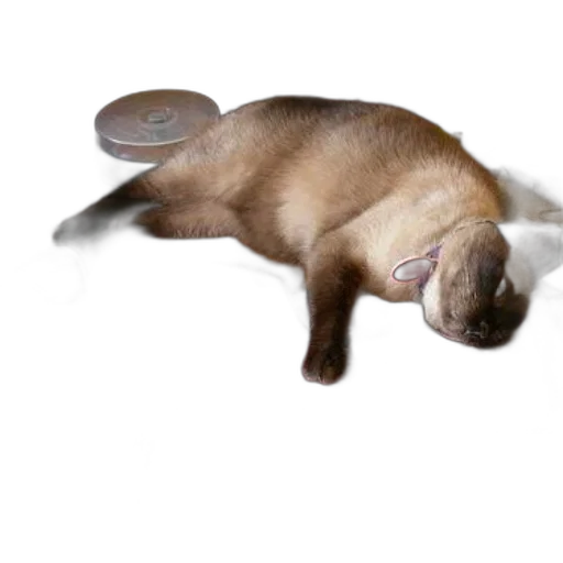 animal, staff, creature, shoes transparent PNG cut-out