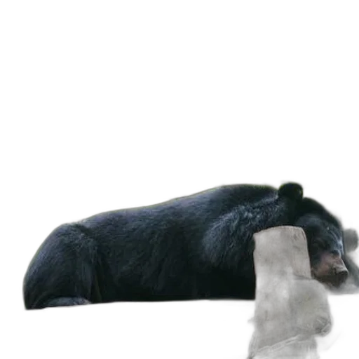 animal, hat, creature, staff transparent PNG cut-out