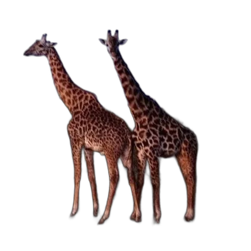 animal, creature, jewelry, staff transparent PNG cut-out