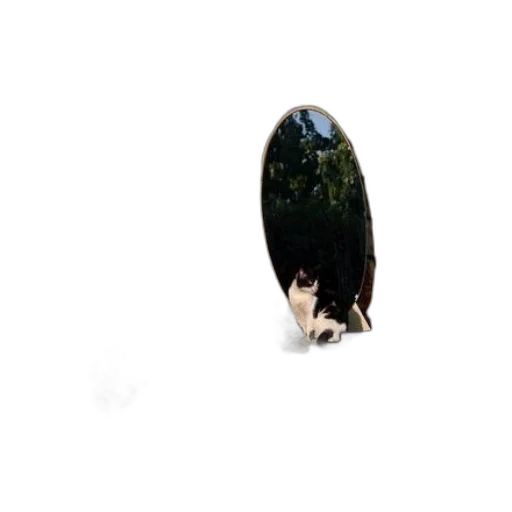 animal, hair, creature, tree transparent PNG cut-out