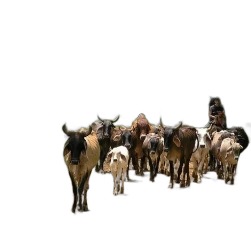 animal, staff, weapon, jewelry transparent PNG cut-out