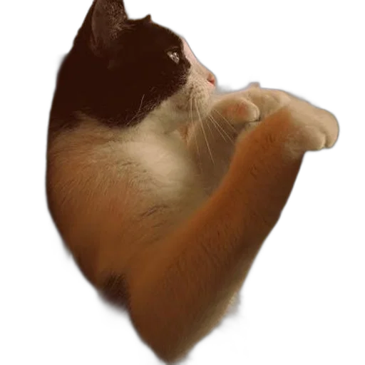 animal, staff, hat, creature transparent PNG cut-out